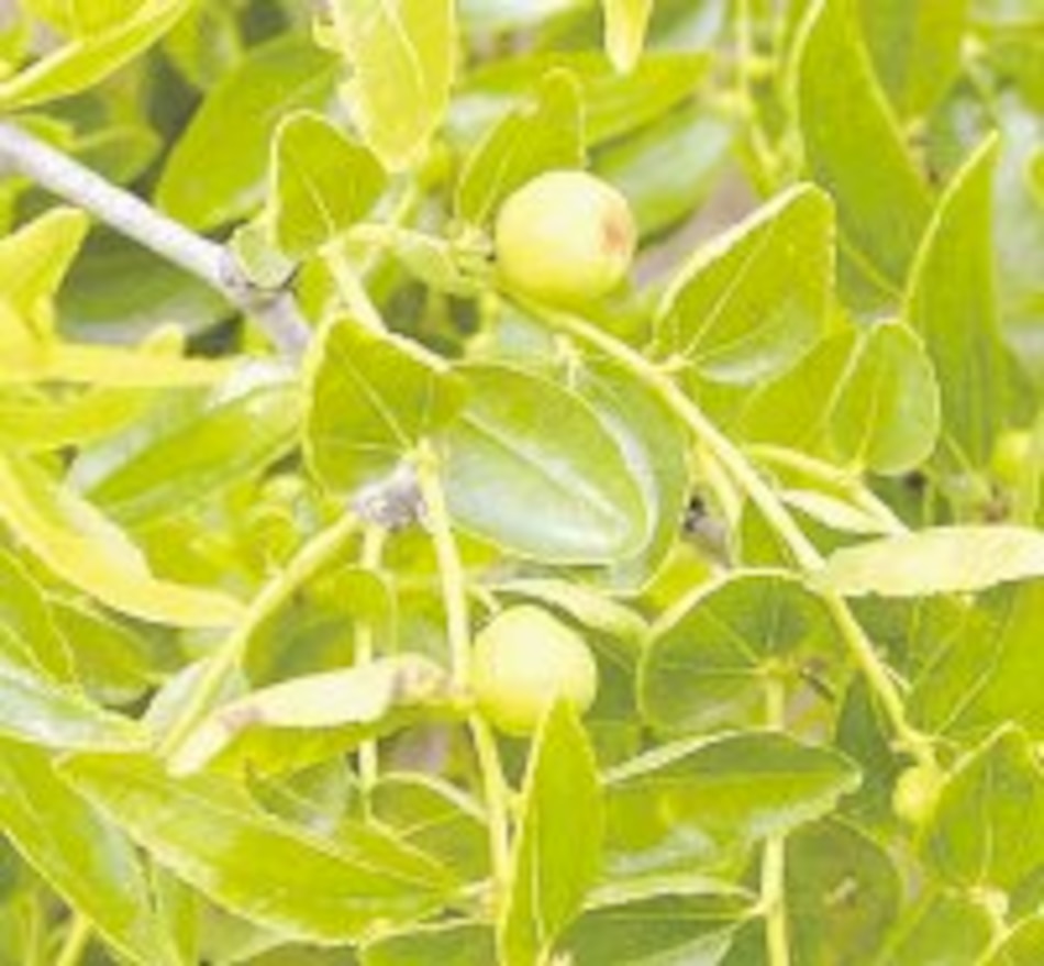 Cosas sobre el dátil chino