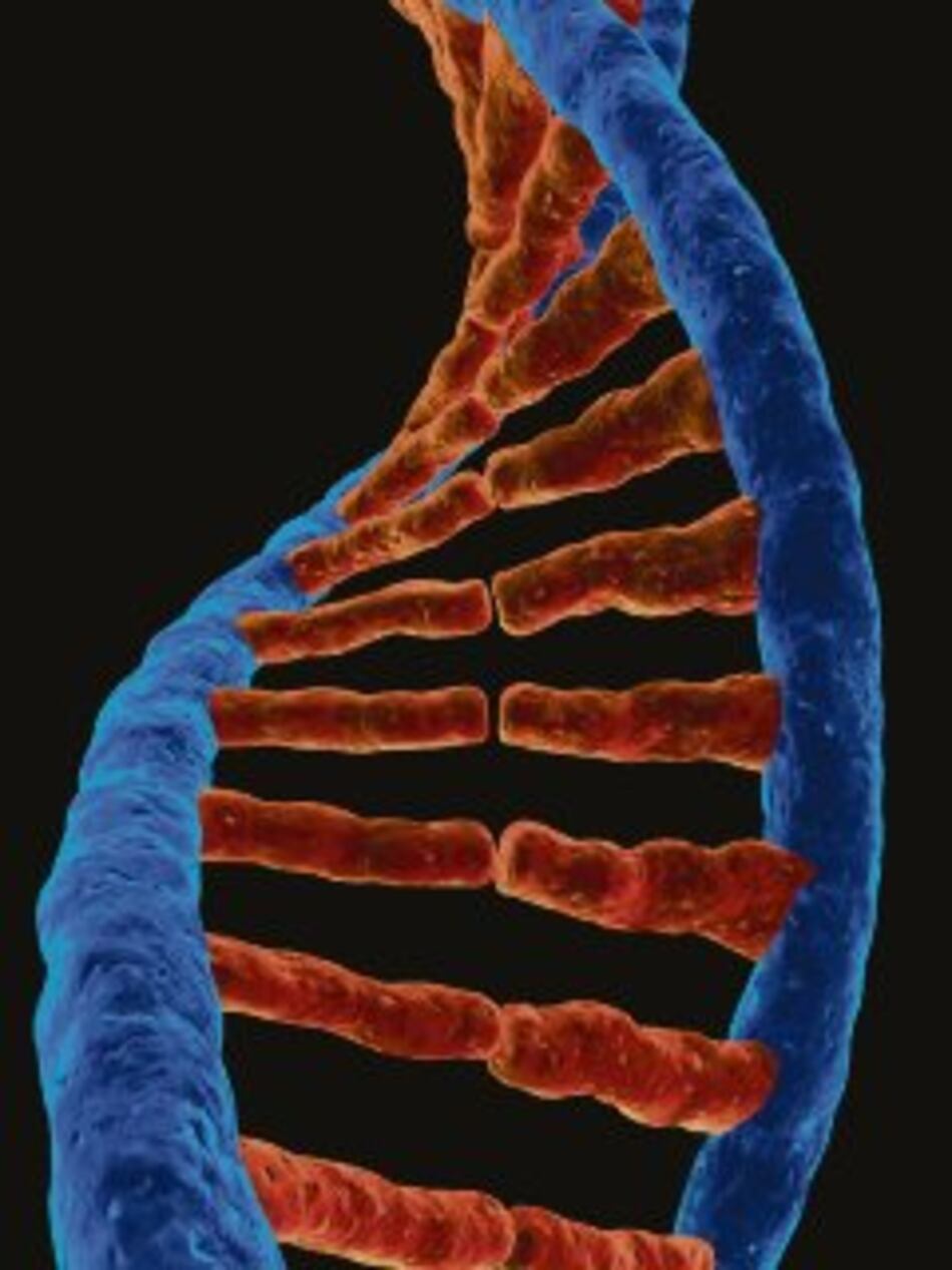 Bloquear un gen frenaría al cáncer