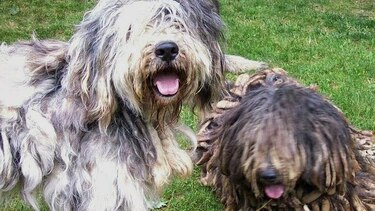 Aprueban cuatro nuevas razas de perros