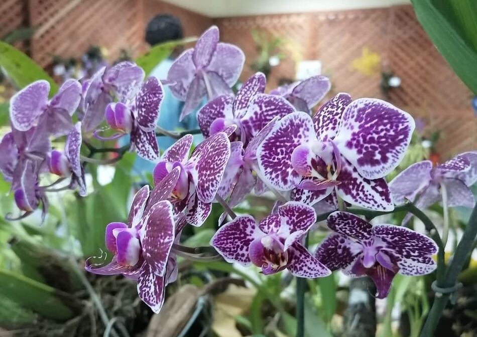 Con más de 800 muestras se desarrollará Expo Orquídeas 2024