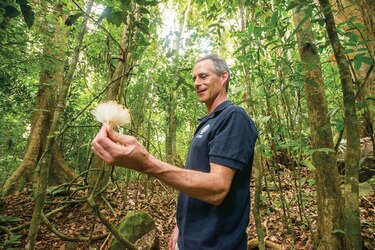 El aumento de las lianas en los bosques, las perturbaciones naturales y el cambio climático