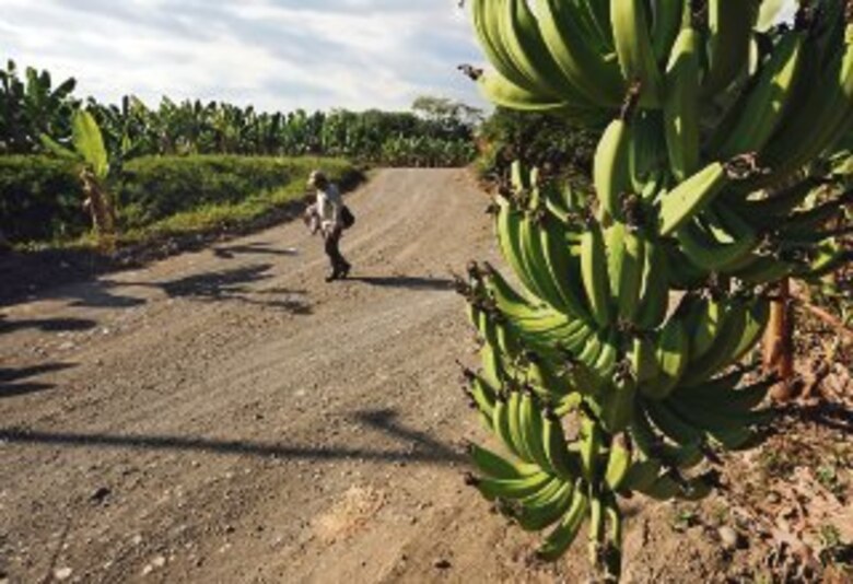 El MIDA carga con la factura eléctrica de viviendas y comercios de una zona de Barú desde hace más de una década