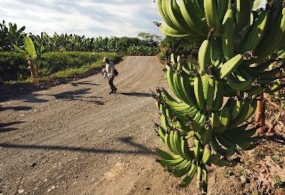 Panamá y el fracaso bananero: ¿Será Changuinola el próximo Puerto Armuelles?