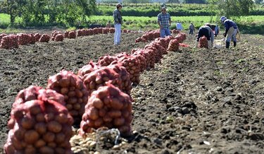 Soberanía alimentaria, en riesgo por importaciones