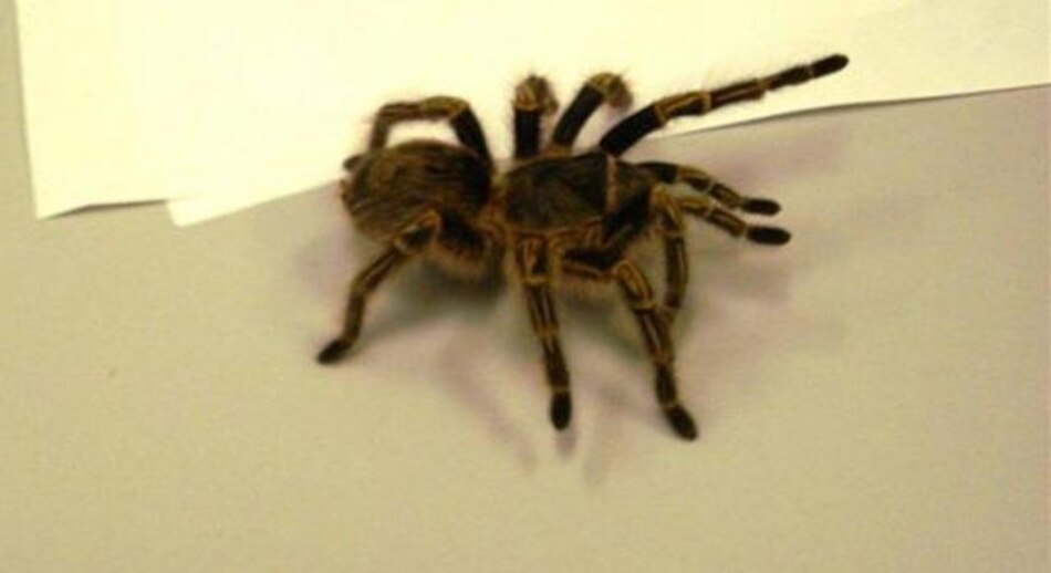 El veneno de las arañas podría salvar a las abejas