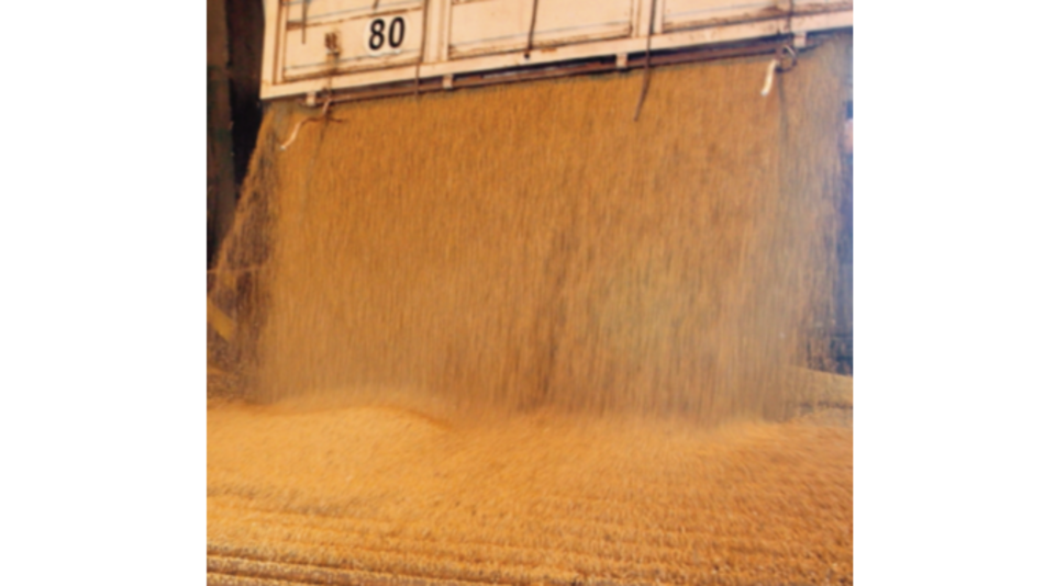 Unión Europea incrementa compra de soja estadounidense