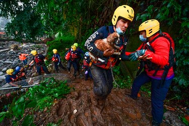 Rescatistas piden donaciones para cientos de mascotas que se quedaron sin hogar tras las lluvias