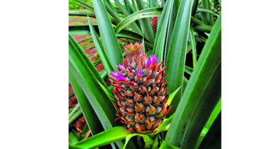 El sabor a néctar de La Chorrera