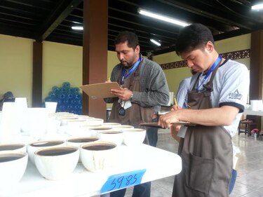Jueces mundiales evalúan los mejores cafés de Panamá