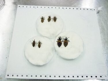 Buscan neutralizar el mal de Chagas