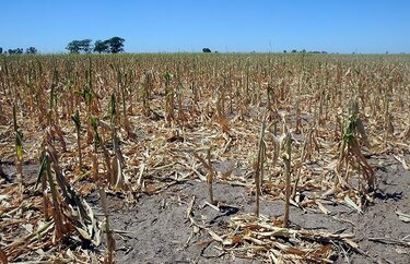 Programa Mundial de Alimentos de la ONU pide ayuda ante sequía en Centroamérica