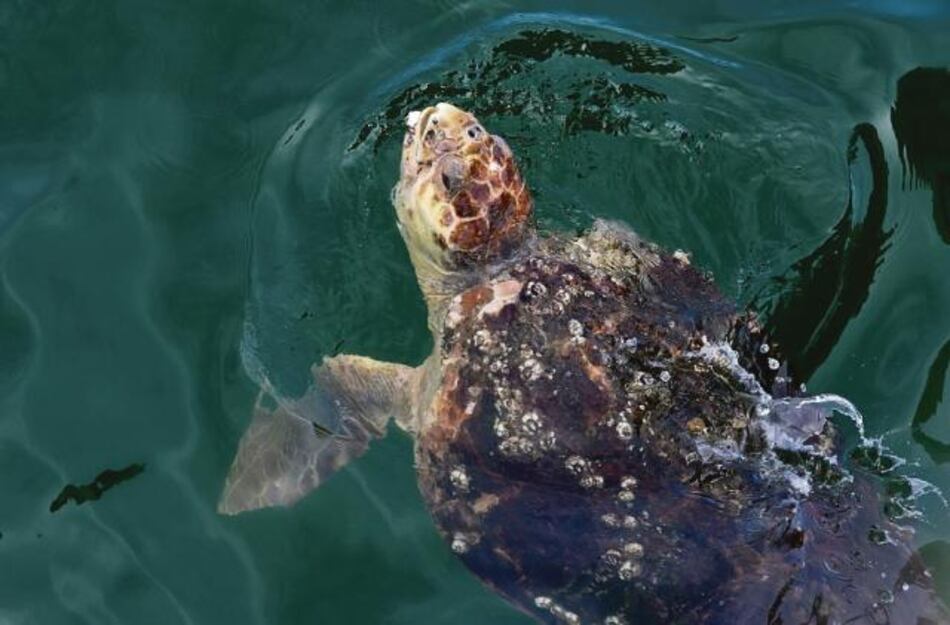 Cocodrilos y tortugas se encuentran en peligro de extinción en R.Dominicana