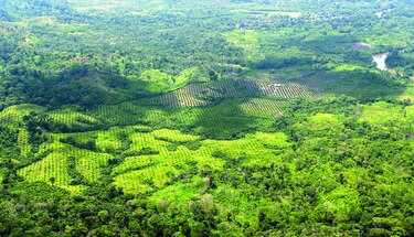 Palma aceitera, aún próxima al Parque Nacional Darién