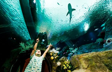 Acuario de Nueva York reabre a plena capacidad por primera vez en una década