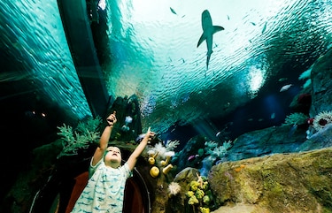 Acuario de Nueva York reabre a plena capacidad por primera vez en una década