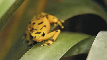 Viva la rana dorada