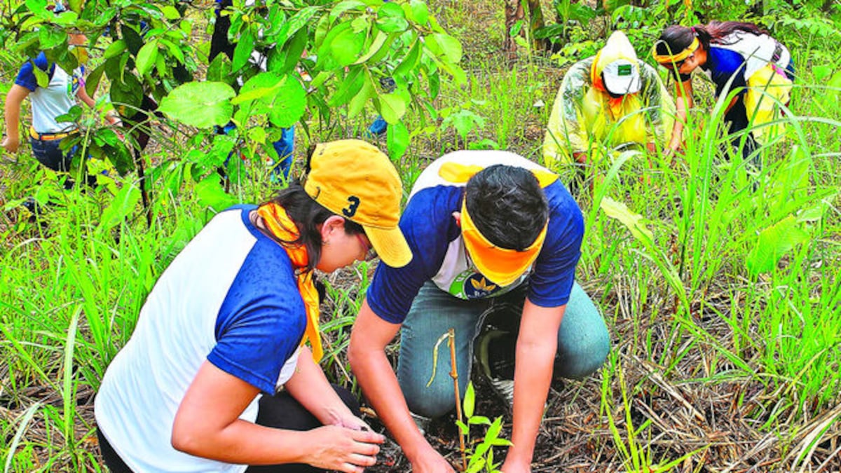 Reforestación.