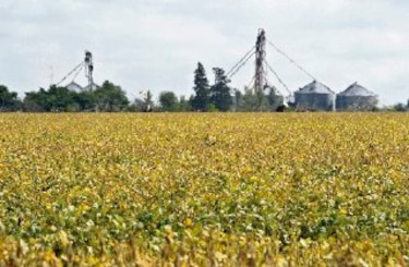 Soya sufre parálisis