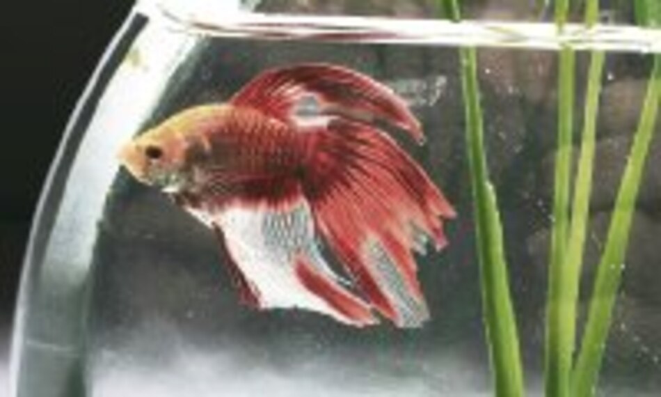 Enfermedades de los peces