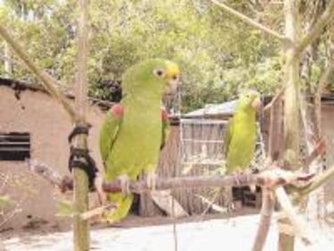 Loros en peligro de extinción