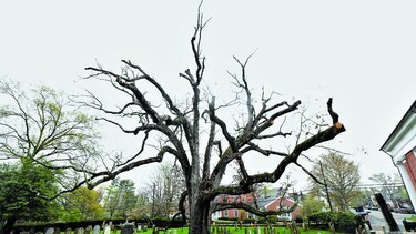 Dicen adiós a árbol de 600 años