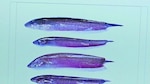 Peces ‘eléctricos’ y la evolución