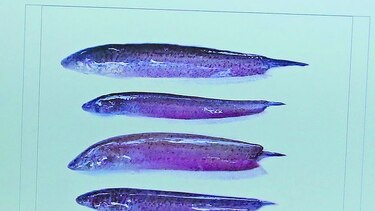 Peces ‘eléctricos’ y la evolución