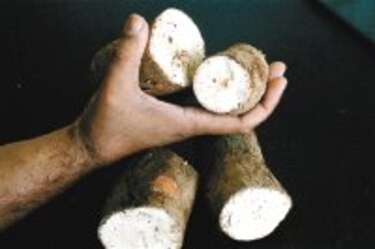Agronoticias Productores de yuca piden planta procesadora de yuca