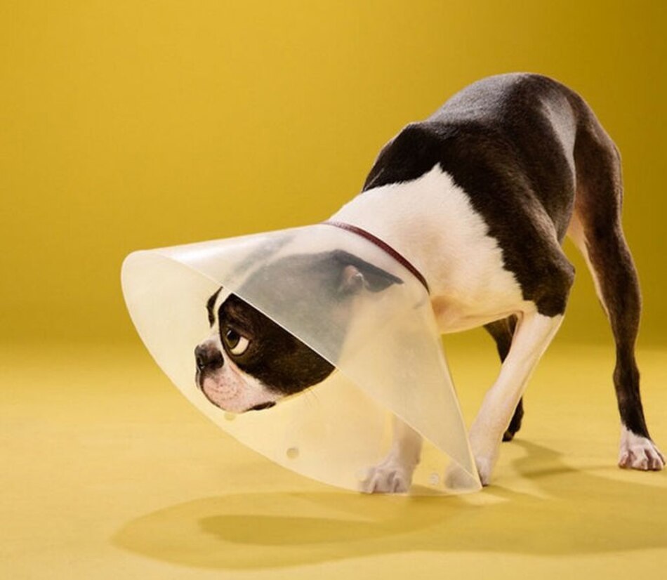 Madrid anuncia multas de $1,700 para dueños de mascotas que no recojan heces