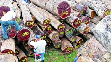 Ley forestal, bajo análisis