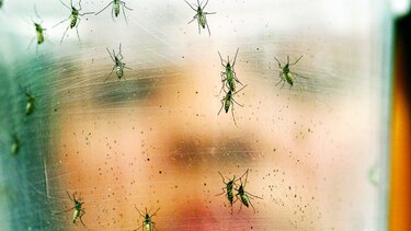 Avance del virus zika por América
