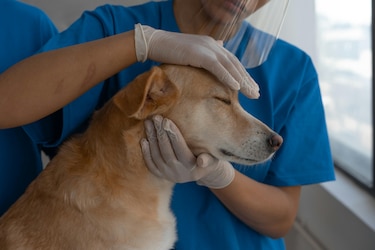 Avanza proceso de adjudicación del Hospital de Mascotas por $14.2 millones