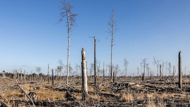 ¿Cómo ha cambiado la Tierra en 58 años?: lo que revelan las fotos de Artemis II