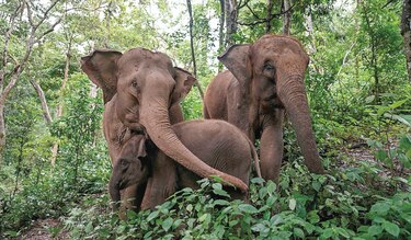 Humanos y elefantes, una relación agridulce