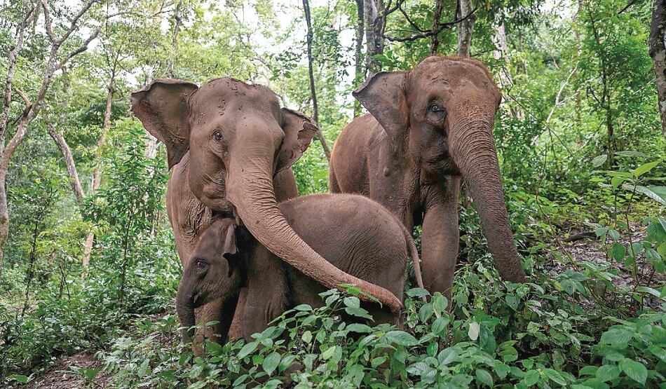 Humanos y elefantes, una relación agridulce