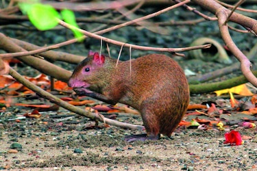 Los habitantes de Coiba