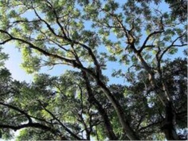 Científicos intentan detener la agonía del bosque natural desde la web