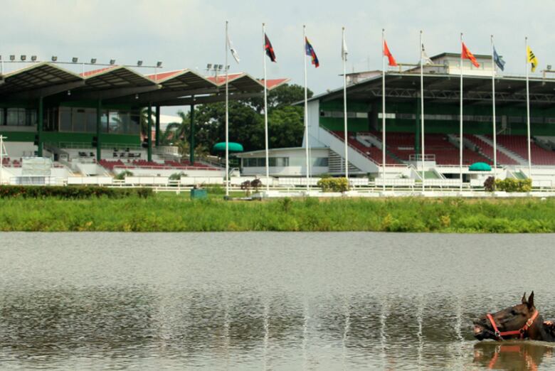 Asamblea contrató a cuidadores de caballos de consultores