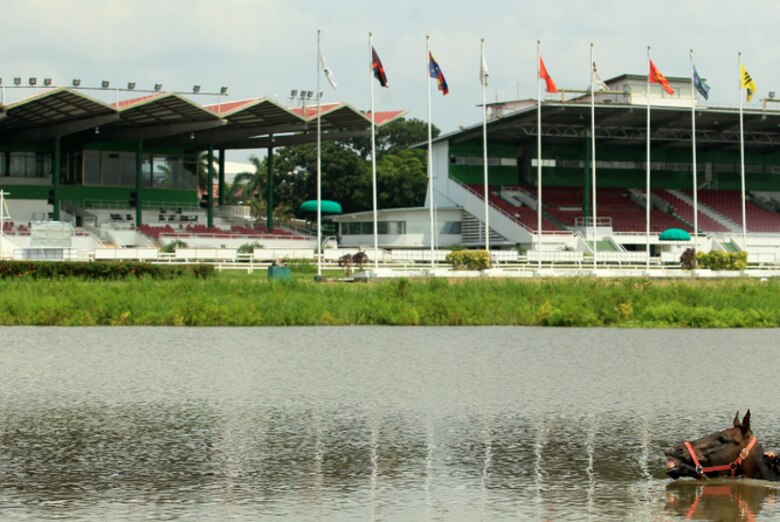 Asamblea contrató a cuidadores de caballos de consultores