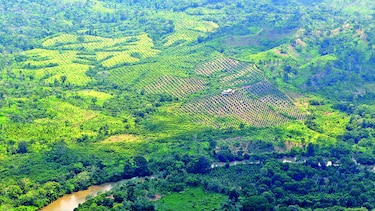 Nuevas medidas para detener la palma aceitera