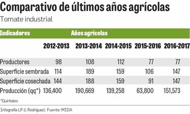Lluvias afectan cultivo de tomate