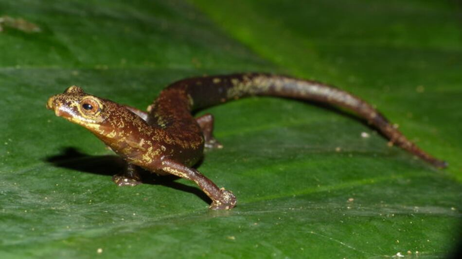 Descubren una nueva especie de salamandra en Darién