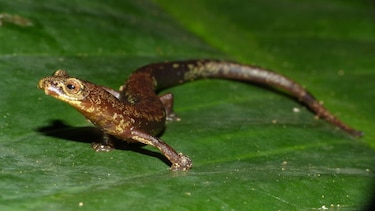 Descubren una nueva especie de salamandra en Darién