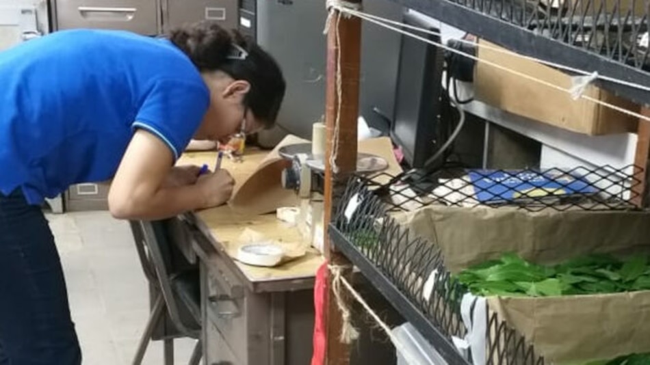 Investigadores reiteran que bosques de Azuero son vitales para proteger dos especies de mono