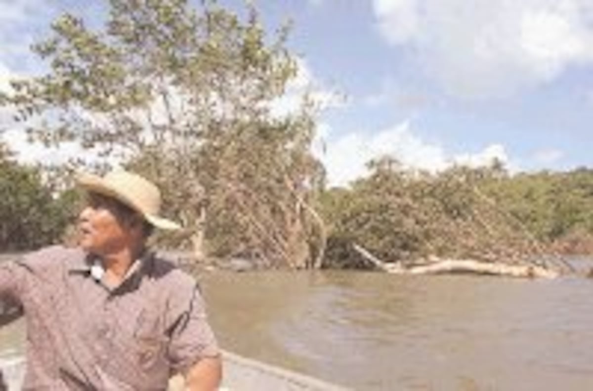 Al menos sesenta agricultores fueron afectados por las inundaciones ocurridas el 20 de noviembre, perdieron sus cosechas de arroz, maíz, yuca, plátano y pastos mejorados. En la foto, Luis Riso seña