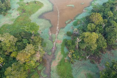 La mitad de la Amazonía puede desaparecer en 2050 y alterar el clima de toda la Tierra