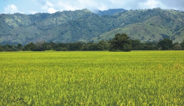 Disminuyen pólizas agropecuarias