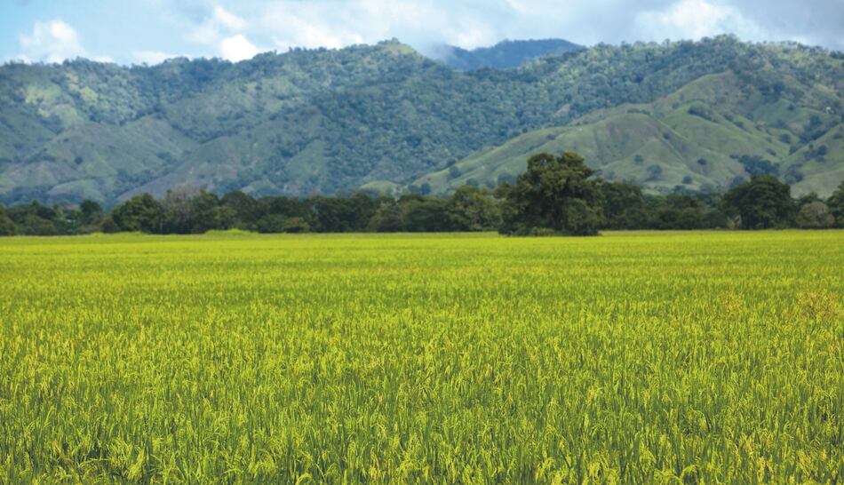 Disminuyen pólizas agropecuarias
