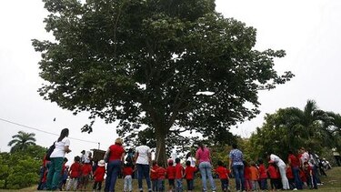 Un festejo bajo un árbol Panamá
