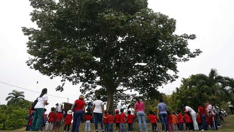 Un festejo bajo un árbol Panamá